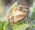 Psacasta (Cryptodontus) tuberculata